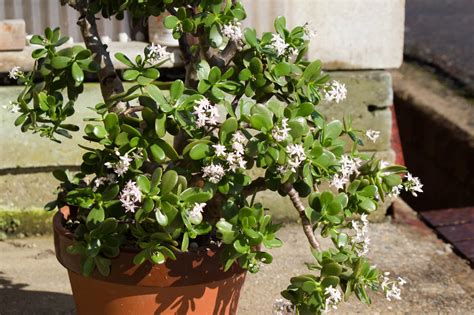 成金草 風水|花言葉は「幸運を招く」！金のなる木を上手に育てる。